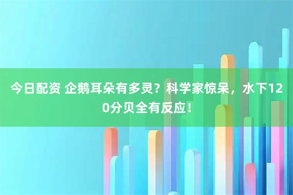 今日配资 企鹅耳朵有多灵？科学家惊呆，水下120分贝全有反应！